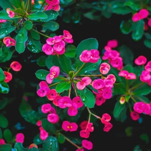 Crown of Thorns Plant Set - Live Trees, 4-8