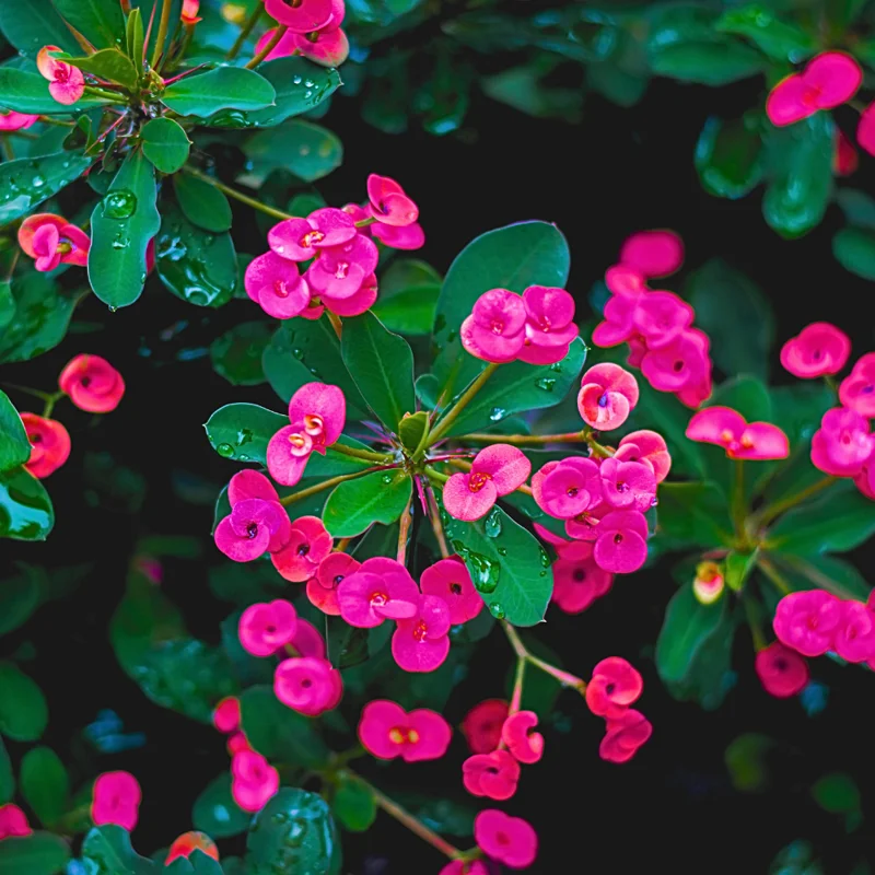 Crown of Thorns Plant Set - Live Trees, 4-8" Euphorbia Millii, Colorful Blooms