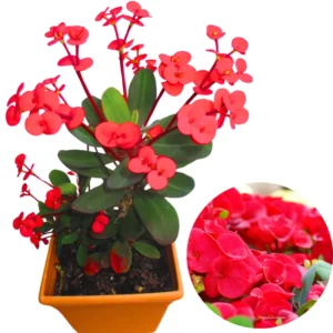 Crown of Thorns Plant Set - Live Trees, 4-8