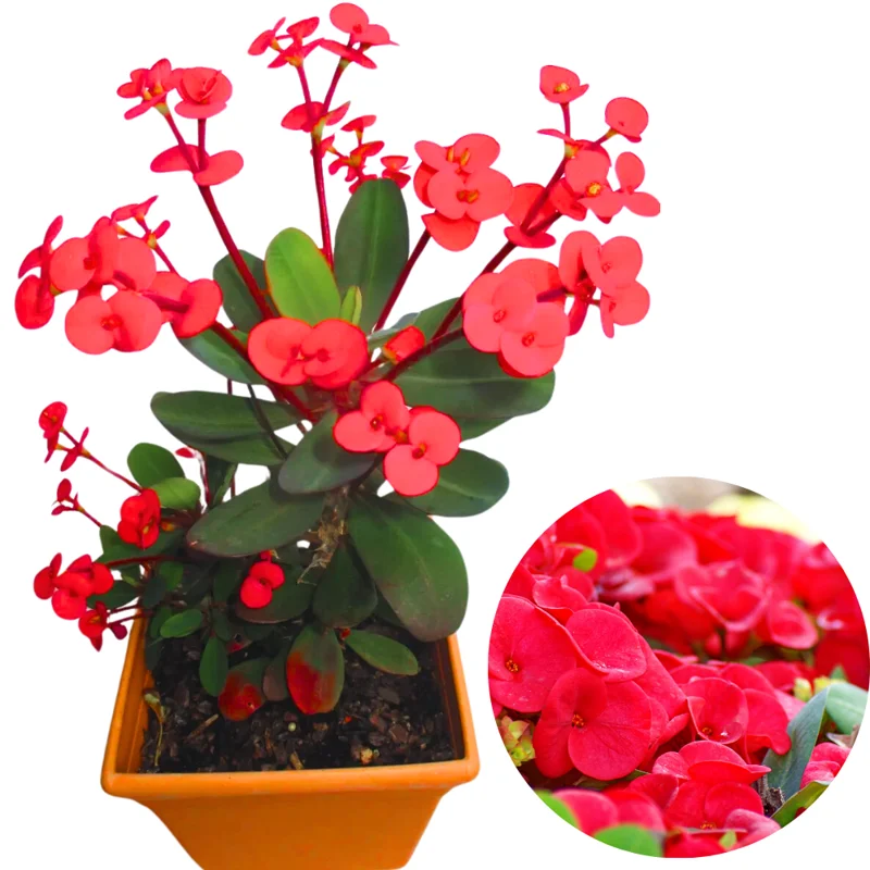 Crown of Thorns Plant Set - Live Trees, 4-8" Euphorbia Millii, Colorful Blooms