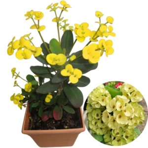 Crown of Thorns Plant Set - Live Trees, 4-8