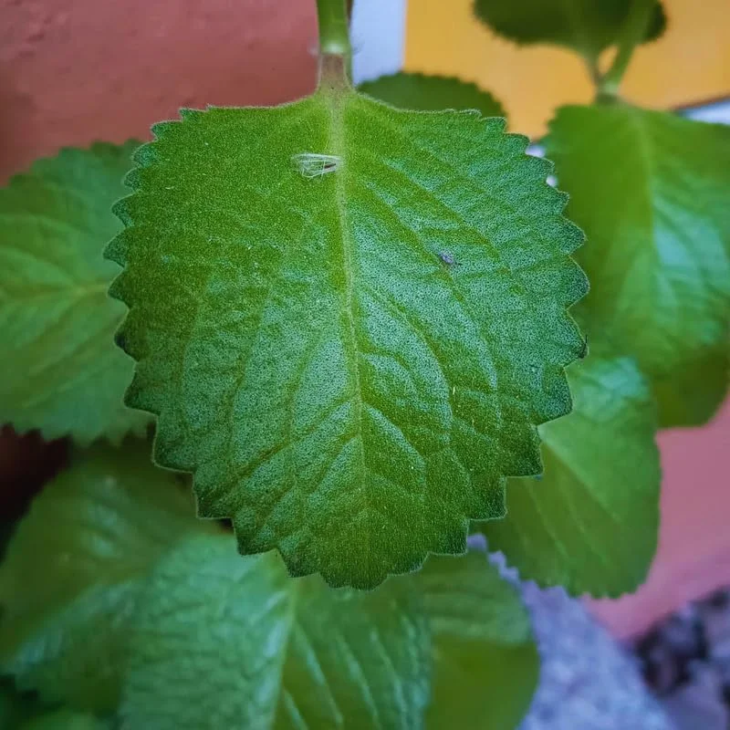 Cuban Oregano Plants Live - 6 Green Plants 3-5 Inches Tall Well Rooted
