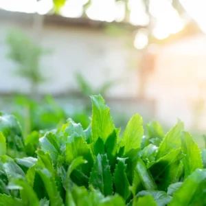 Culantro Plants Live Recao Cilantro Herb Plant 6-8 Inch Ready to Plant