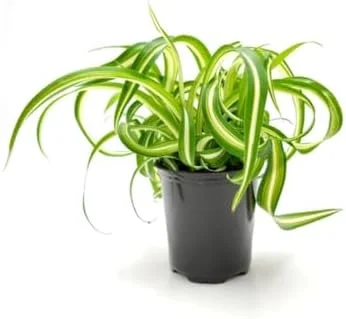 Curly Spider Plant Live - 3.5 Inch Pot - Easy Care Houseplant