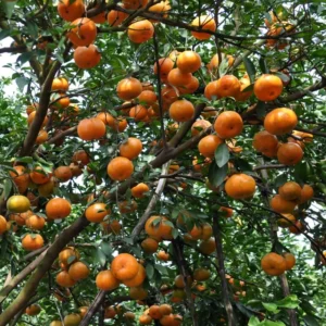 Dancy Tangerine Tree - 2-3 ft Potted Fruit Tree