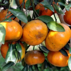 Dancy Tangerine Tree - 2-3 ft Potted Fruit Tree