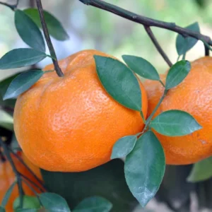 Dancy Tangerine Tree - 2-3 ft Potted Fruit Tree