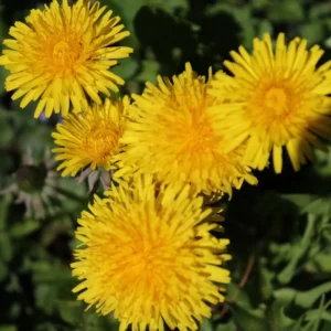 Dandelion Plant 4 Inch Pot - Garden Ready Herb