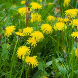 Dandelion Plant 4 Inch Pot - Garden Ready Herb