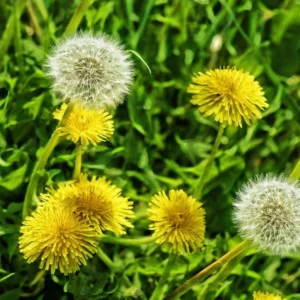 Dandelion Plant 4 Inch Pot - Garden Ready Herb