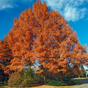 Dawn Redwood Live Tree Potted Plant 20-30 Inches Well Rooted