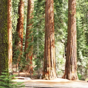 Dawn Redwood Live Tree Potted Plant 20-30 Inches Well Rooted