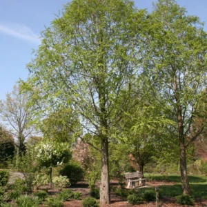 Dawn Redwood Live Tree Potted Plant 20-30 Inches Well Rooted