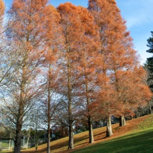 Dawn Redwood Live Tree Potted Plant 20-30 Inches Well Rooted