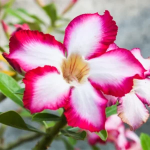 Desert Rose Live Plant - Starter Flowering Size, 4 Inches Height