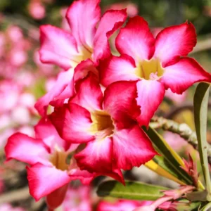 Desert Rose Live Plant - Starter Flowering Size, 4 Inches Height