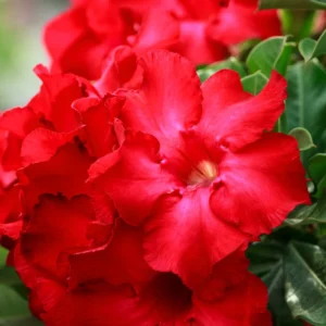 Desert Rose Live Plant - Starter Flowering Size, 4 Inches Height