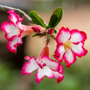 Desert Rose Live Plant - Starter Flowering Size, 4 Inches Height