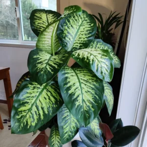 Dieffenbachia Plant Live Indoor Houseplant - 7 Inch Bareroot - Easy Care