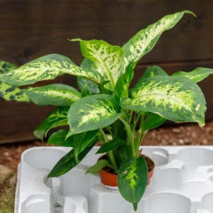 Dieffenbachia Plant Live Indoor Houseplant - 7 Inch Bareroot - Easy Care