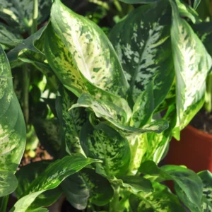 Dieffenbachia Plant Live Indoor Houseplant - 7 Inch Bareroot - Easy Care