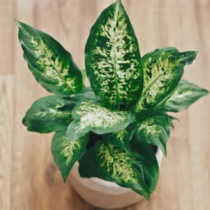 Dieffenbachia Plant Live Indoor Houseplant - 7 Inch Bareroot - Easy Care