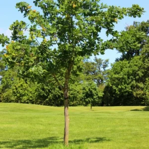 Dwarf Chinkapin Oak Tree Live Plant 14-18 Inches - Rooted Oak Seedling