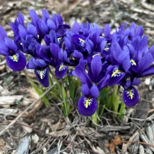 Dwarf Iris Bulbs - 10 Bare Roots for Spring Flowers