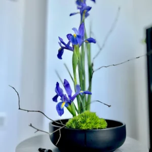 Dwarf Iris Bulbs - 10 Bare Roots for Spring Flowers