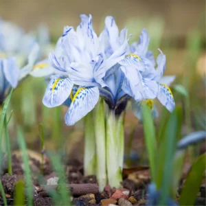 Dwarf Iris Bulbs - 10 Bare Roots for Spring Flowers
