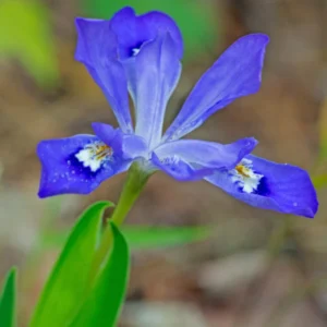 Dwarf Iris Bulbs - 10 Bare Roots for Spring Flowers