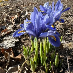 Dwarf Iris Bulbs Bare Roots - Blue Iris Flower Roots - 3 Pack