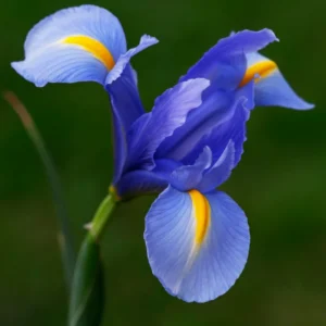 Dwarf Iris Bulbs Bare Roots - Blue Iris Flower Roots - 3 Pack