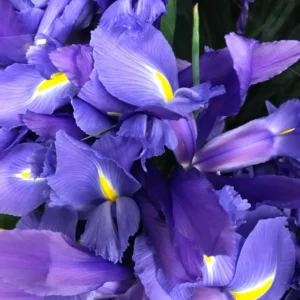 Dwarf Iris Bulbs Bare Roots - Blue Iris Flower Roots - 3 Pack