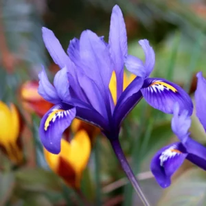 Dwarf Iris Bulbs Bare Roots - Blue Iris Flower Roots - 3 Pack