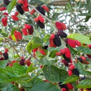 Dwarf Mulberry Live Plant - 4-6 Inch Starter Plant for Fruit Berry Gardening