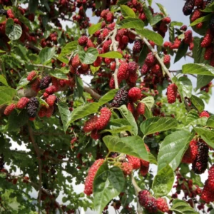 Dwarf Mulberry Live Plant - 4-6 Inch Starter Plant for Fruit Berry Gardening