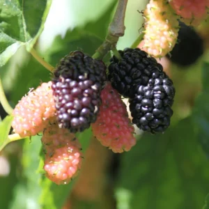 Dwarf Mulberry Live Plant - 4-6 Inch Starter Plant for Fruit Berry Gardening