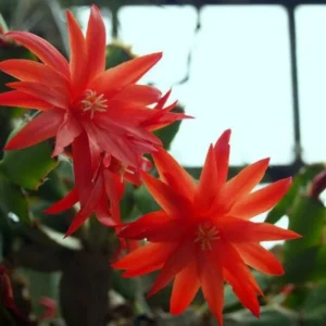Easter Cactus Flowering Plant - Spring Cactus Indoor Houseplant, 4-6 Inches