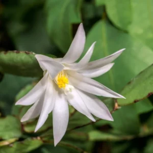 Easter Cactus Flowering Plant - Spring Cactus Indoor Houseplant, 4-6 Inches