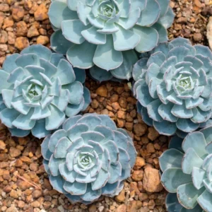 Echeveria Succulent Plant - Live Blue Desert Rose, 2.5 Inch Pot