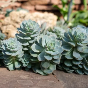 Echeveria Succulent Plant - Live Blue Desert Rose, 2.5 Inch Pot