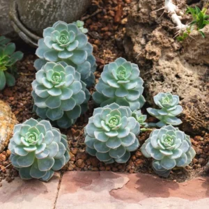 Echeveria Succulent Plant - Live Blue Desert Rose, 2.5 Inch Pot