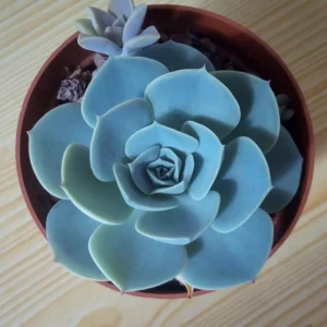 Echeveria Succulent Plant - Live Blue Desert Rose, 2.5 Inch Pot