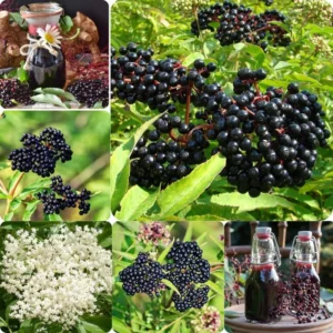 Elderberry Plants Live 2-Pack - Sweet Black American Elderberry Bushes 6-12 Inches