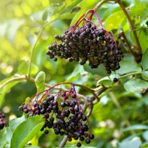 Elderberry Plants Live - 2 Sweet Elderberry Bushes 6-12 Inches Tall - Black American Elderberry