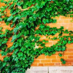 English Ivy Live Plant - Indoor/Outdoor House Plant