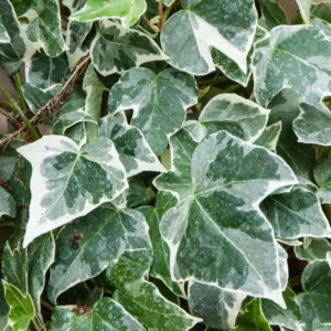 English Ivy Live Plant - Indoor/Outdoor House Plant