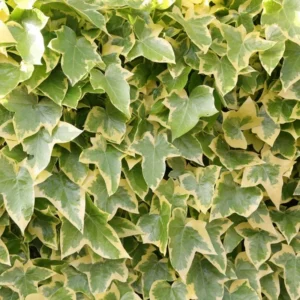English Ivy Live Plant - Indoor/Outdoor House Plant
