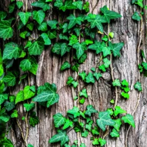 English Ivy Live Plant - Outdoor & Indoor Ground Covering Vine